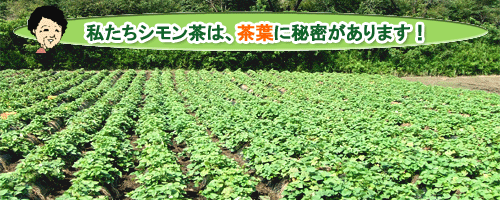 シモン茶